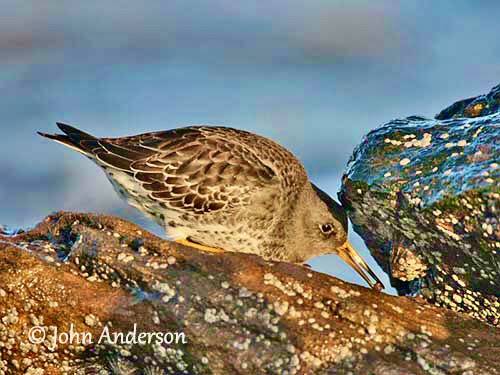 John Anderson, https://www.pbase.com/crail_birder